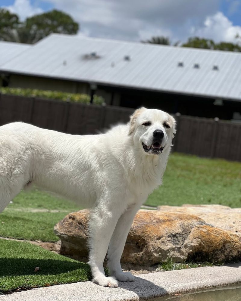 Great Pyrenees