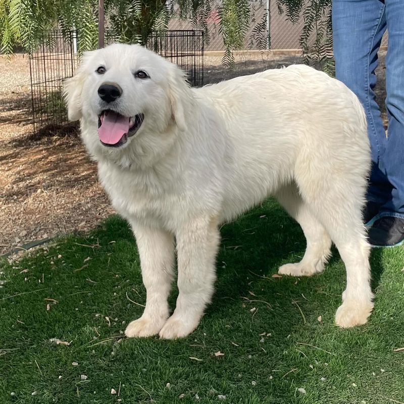 Great Pyrenees