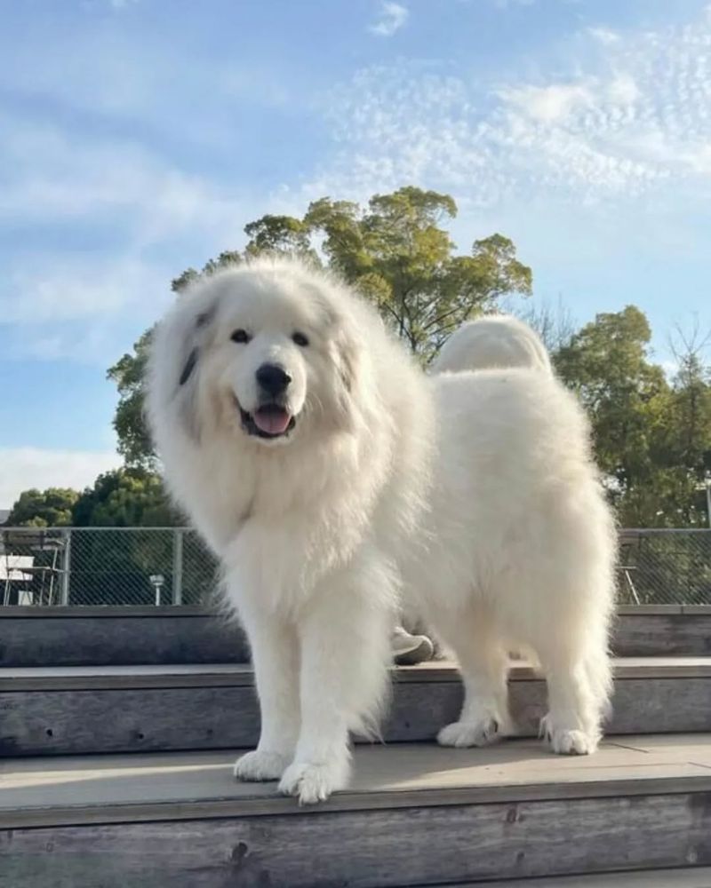 Great Pyrenees