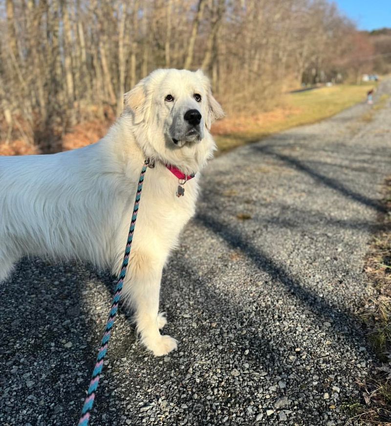 Great Pyrenees