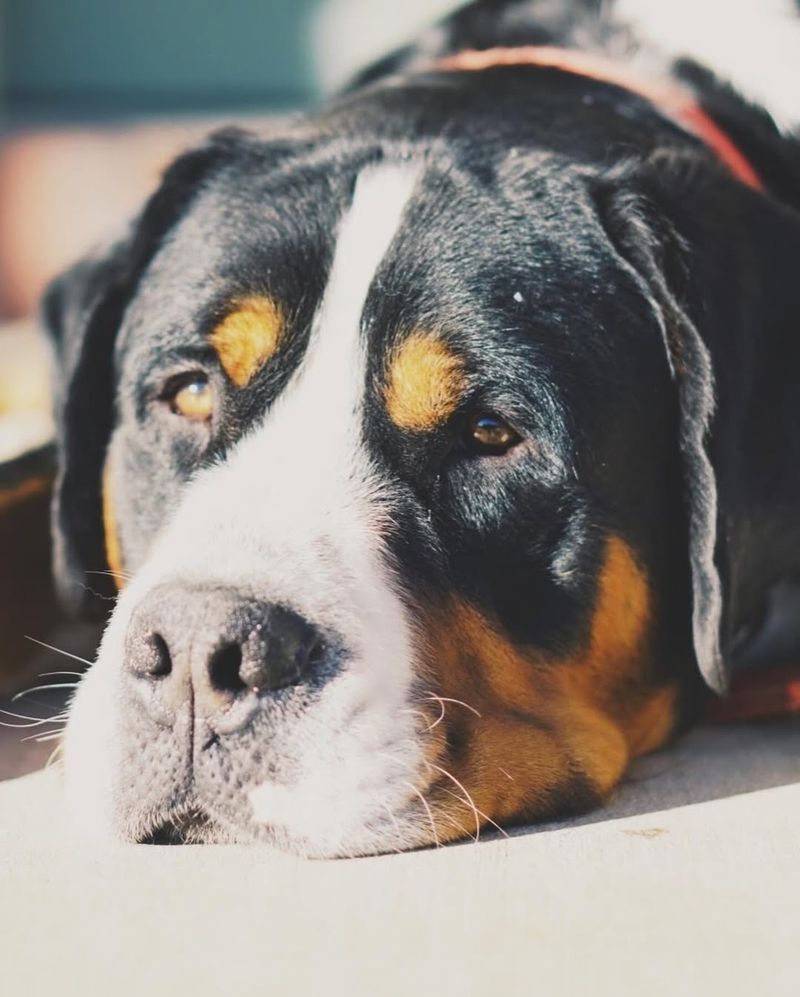 Greater Swiss Mountain Dog