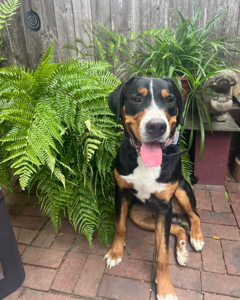 Greater Swiss Mountain Dog