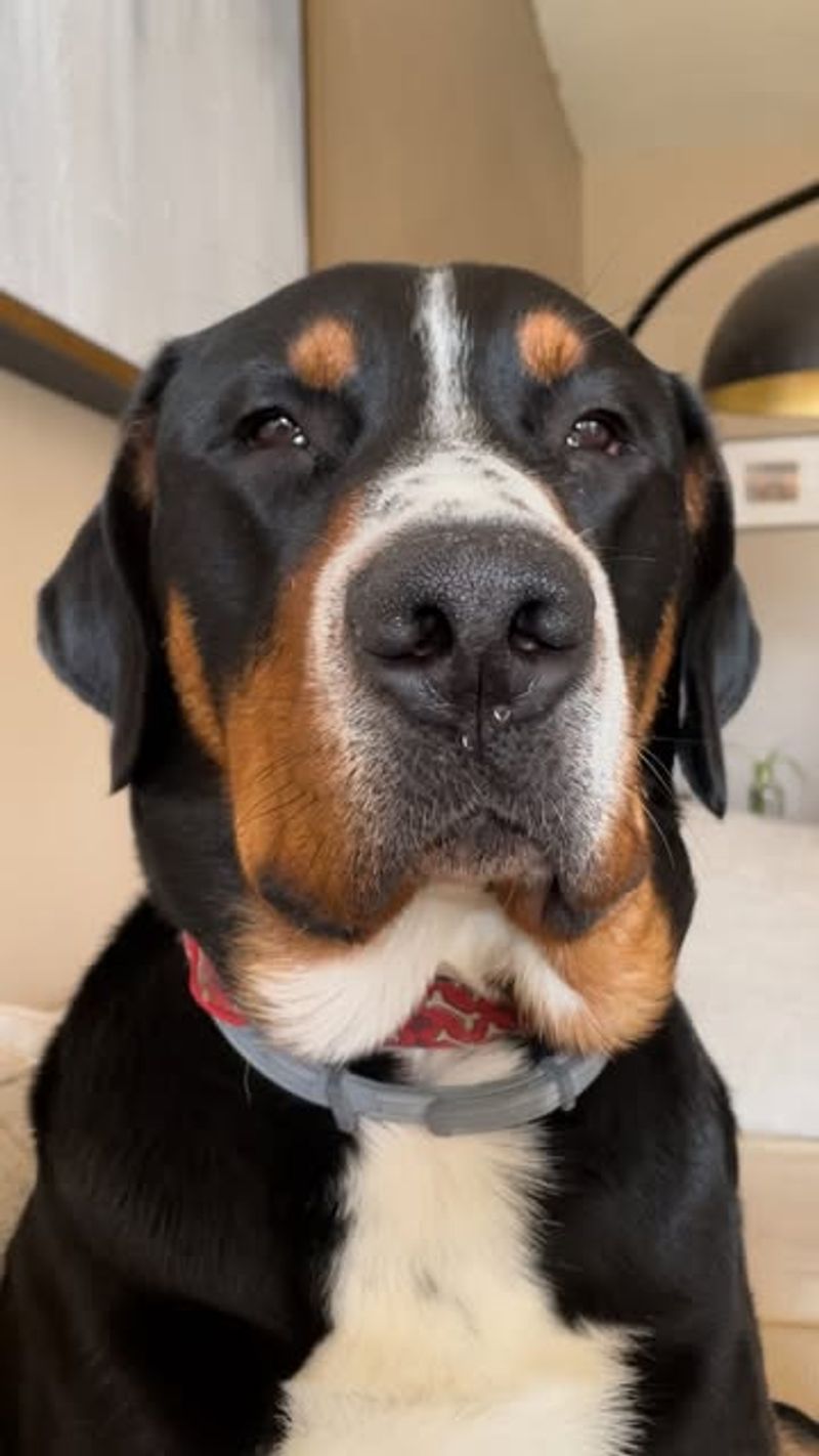 Greater Swiss Mountain Dog