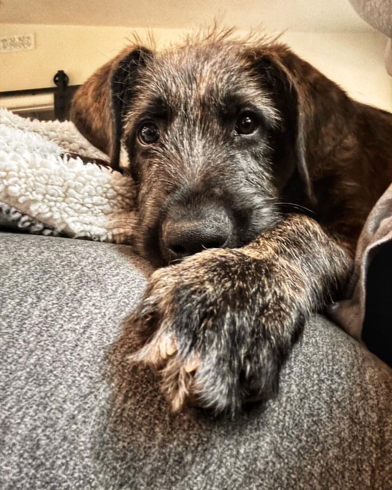 Irish Wolfhound