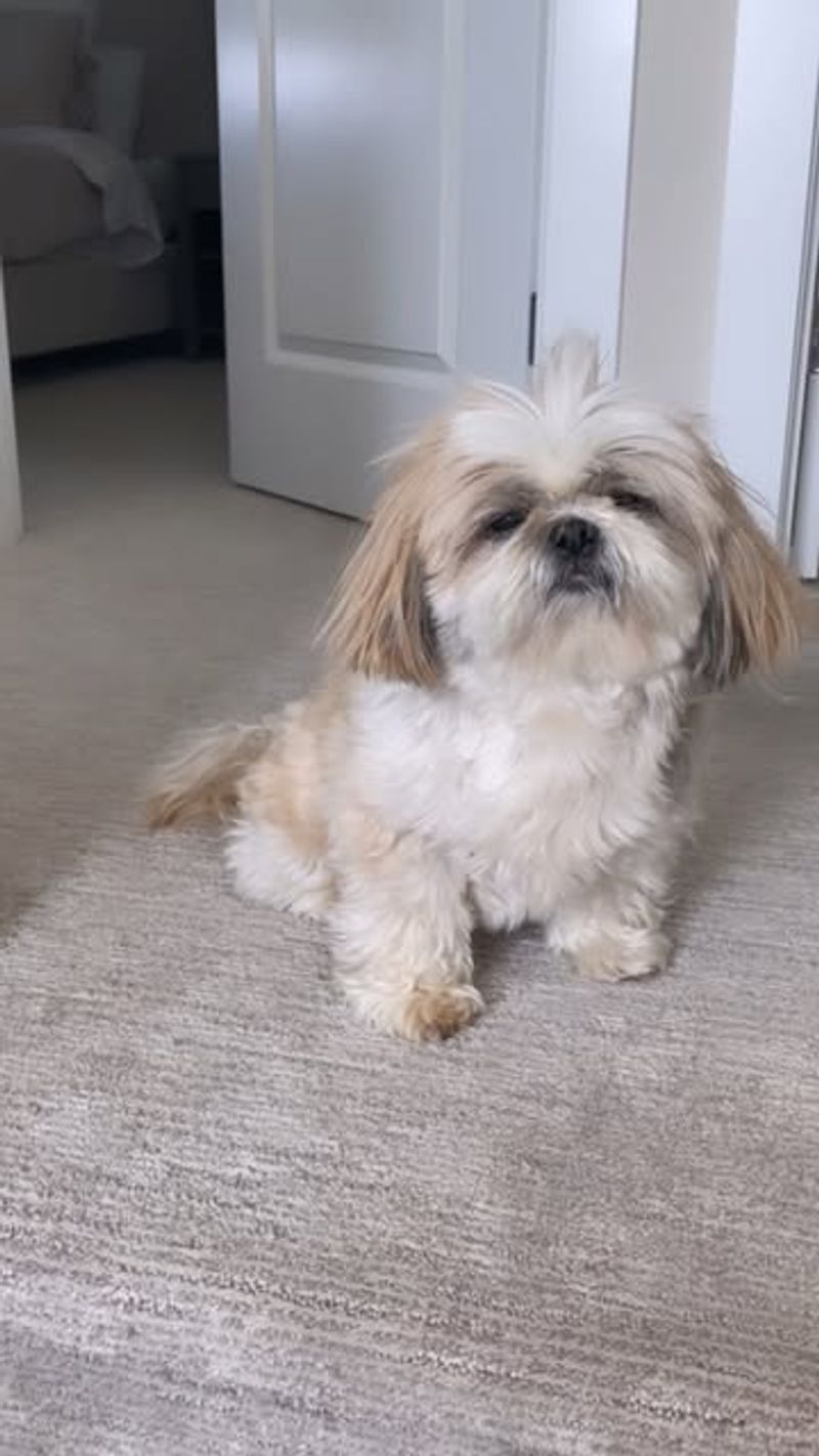 Shih Tzu