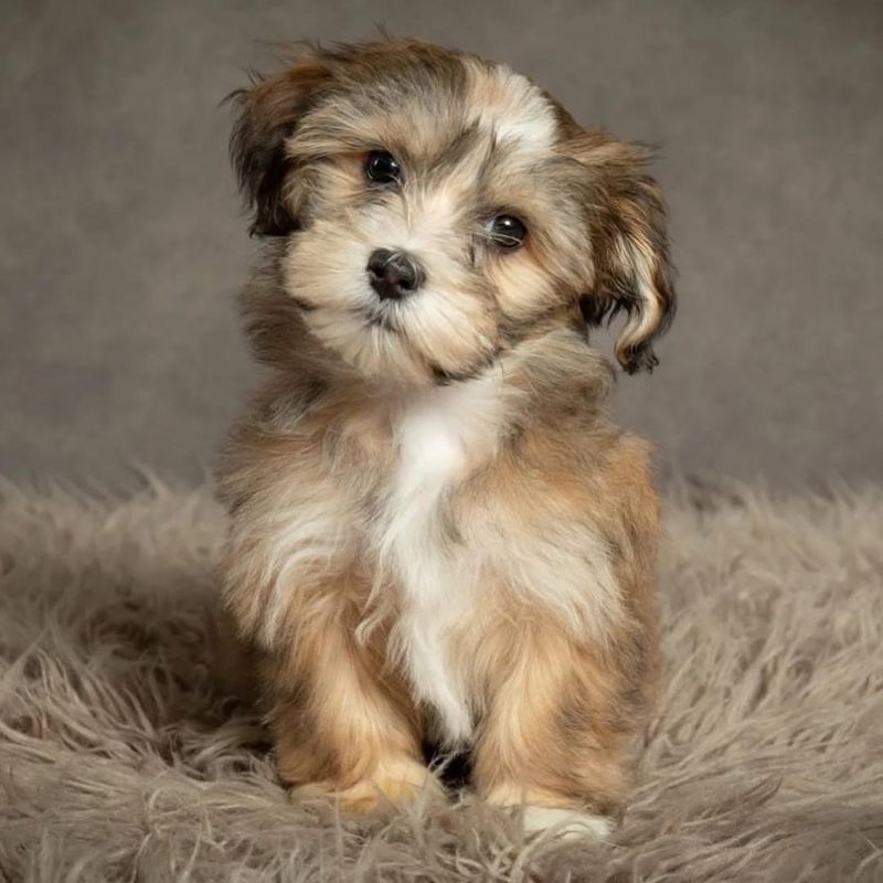 Havanese