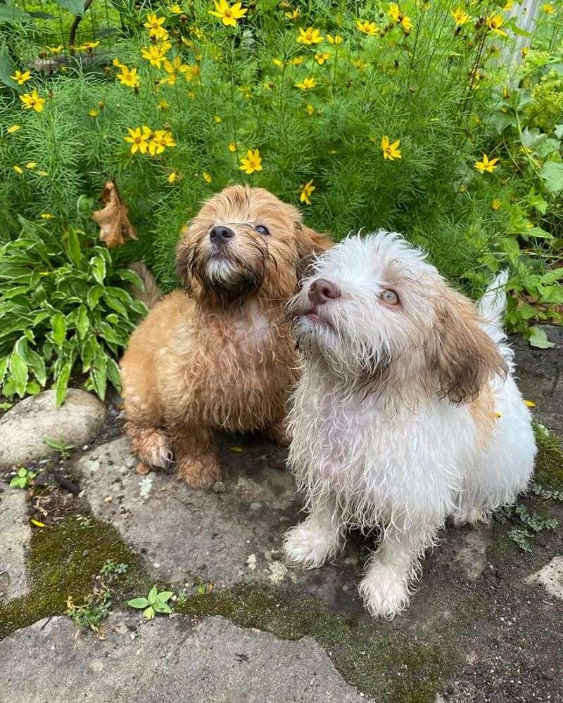 Havanese