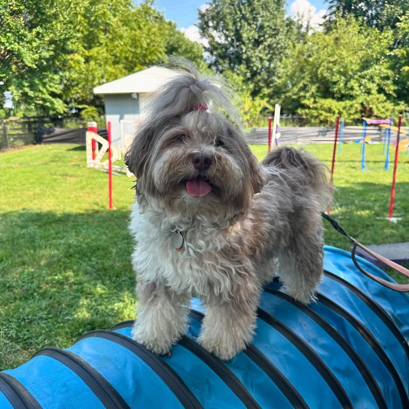 Havanese