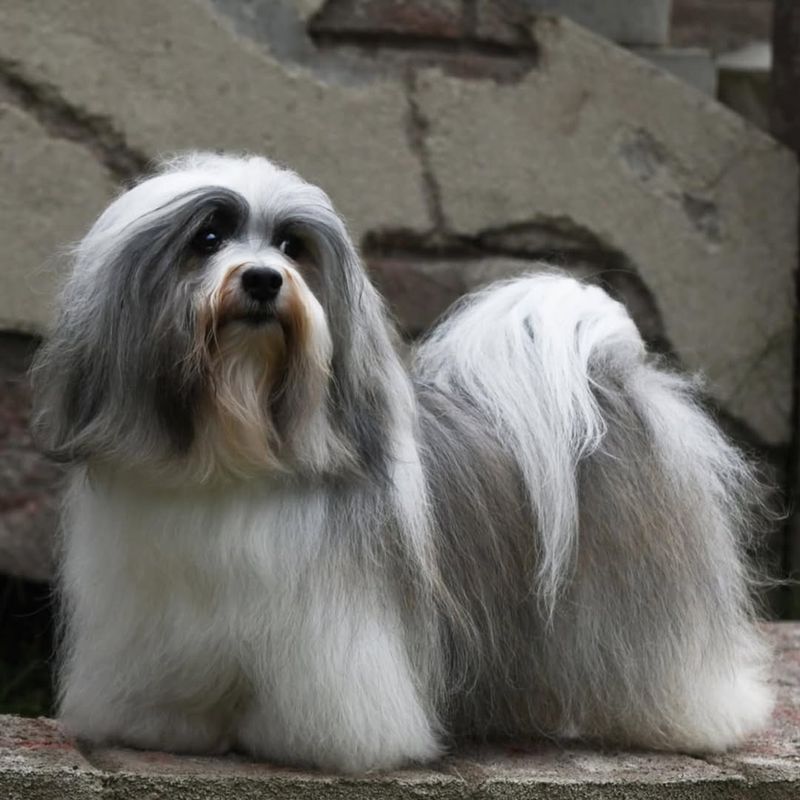 Havanese