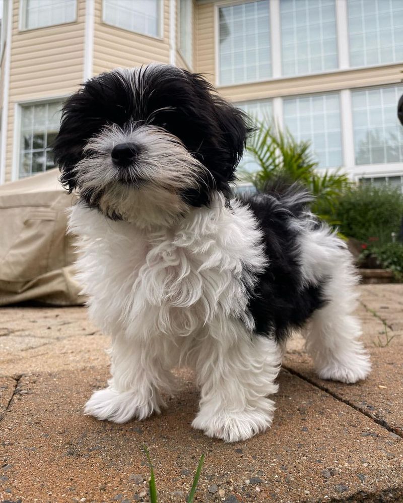 Havanese