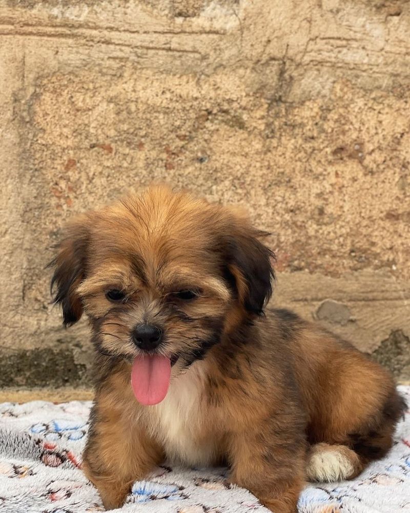 Lhasa Apso