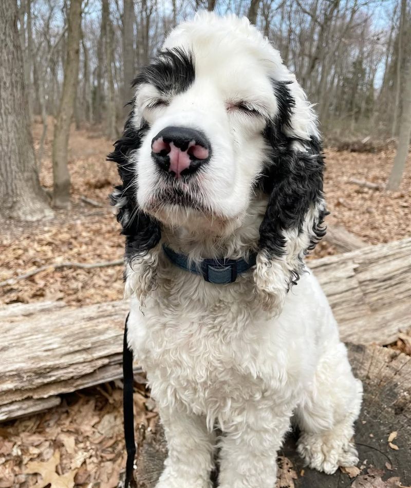 Cocker Spaniel