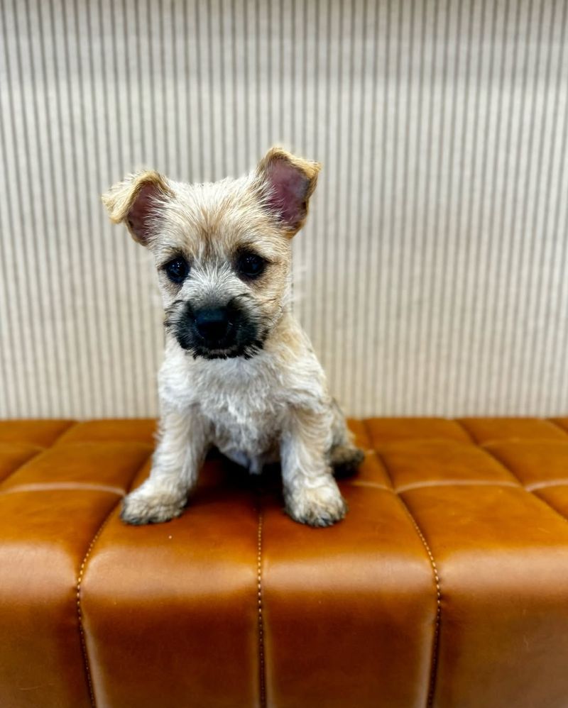 Cairn Terrier