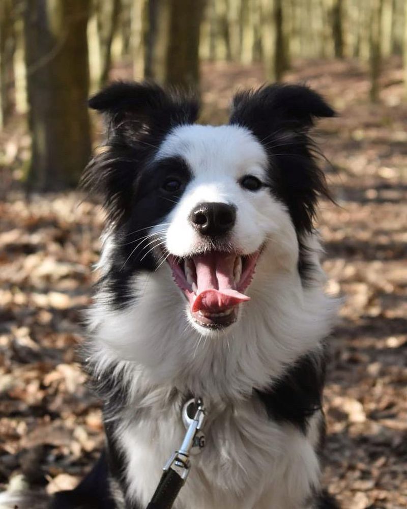 Border Collie