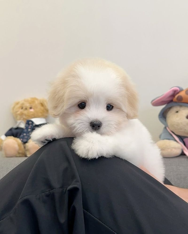 Coton de Tulear