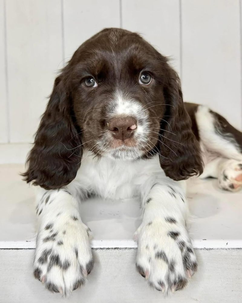 English Springer Spaniel