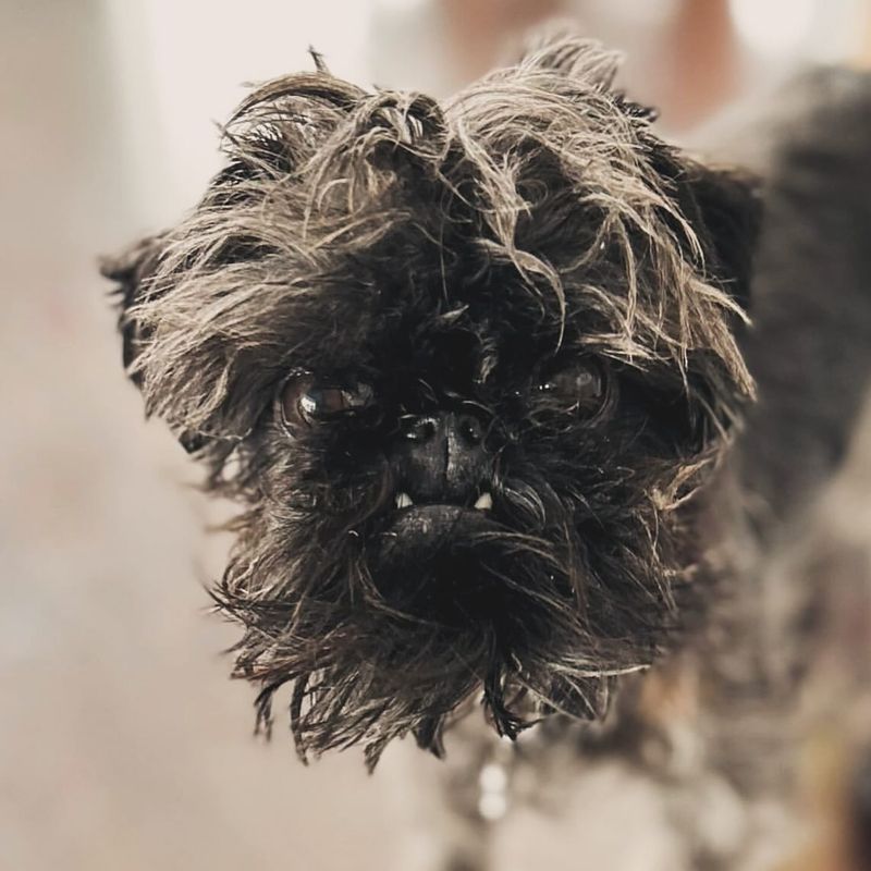 Brussels Griffon