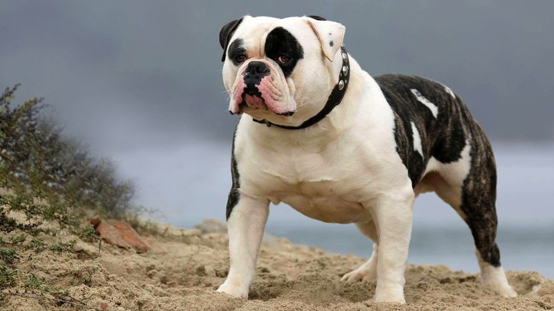 How Long Do American Bulldogs Live? Understanding Their Lifespan