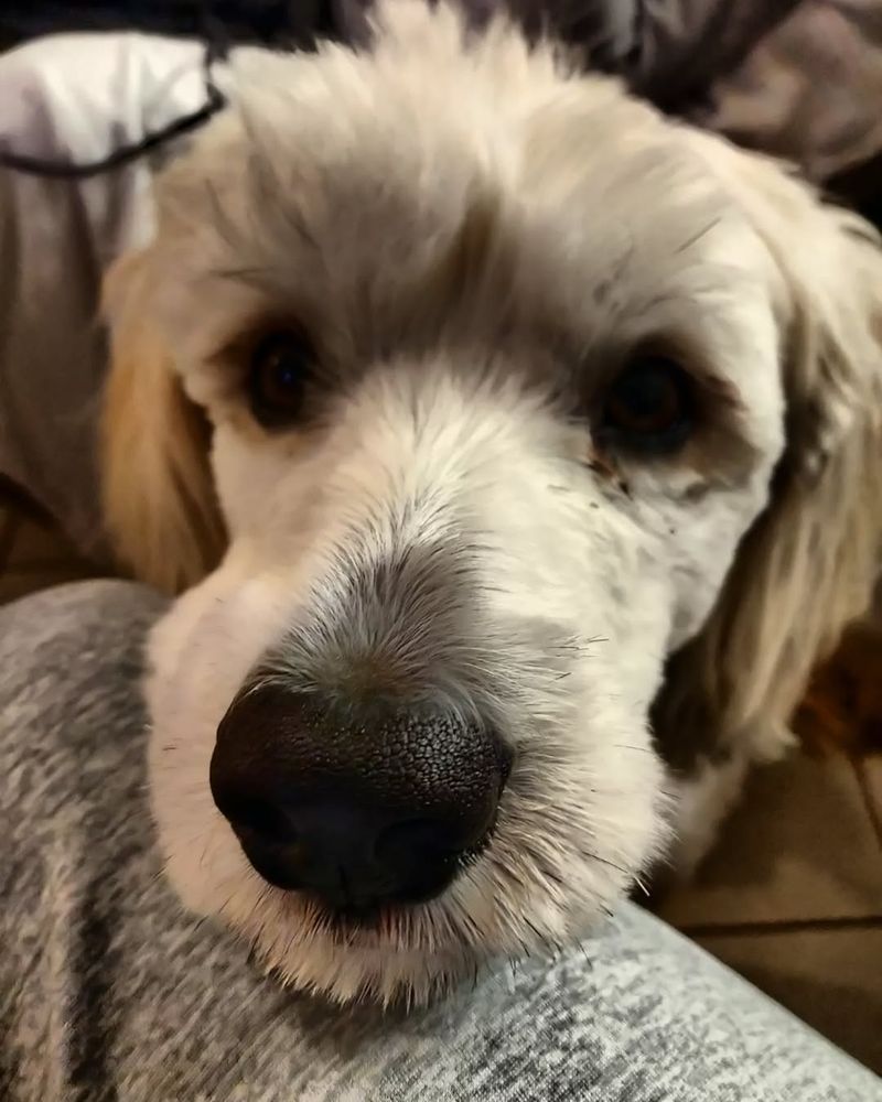 Huskypoo