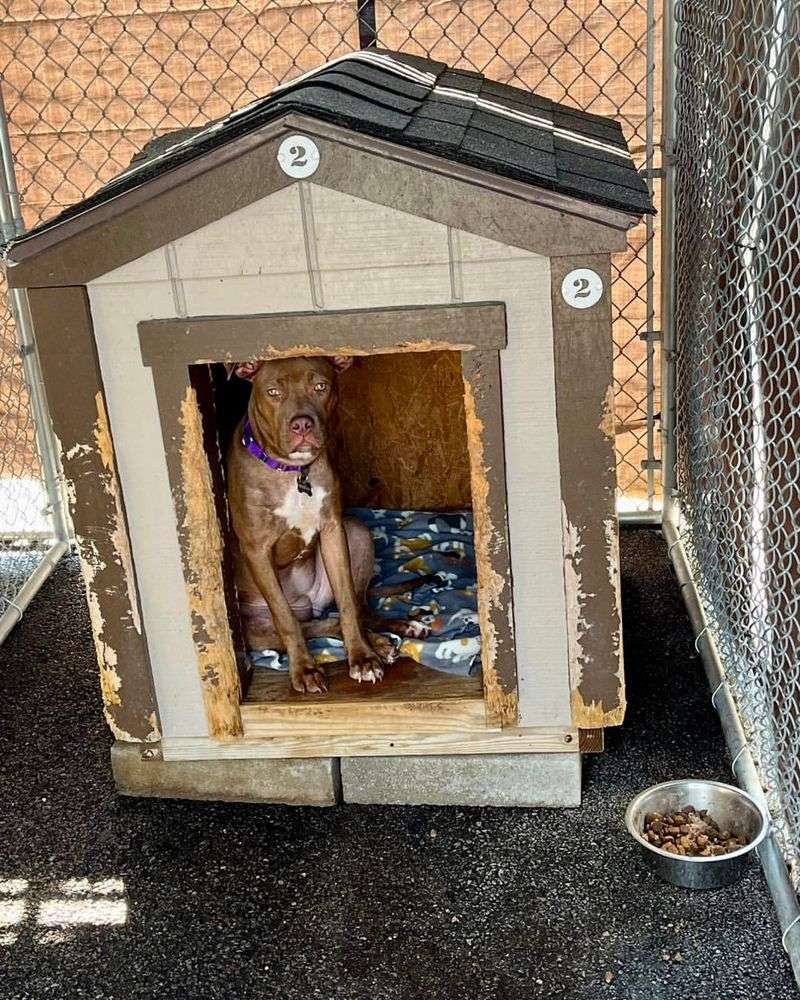 In a Cozy Doghouse