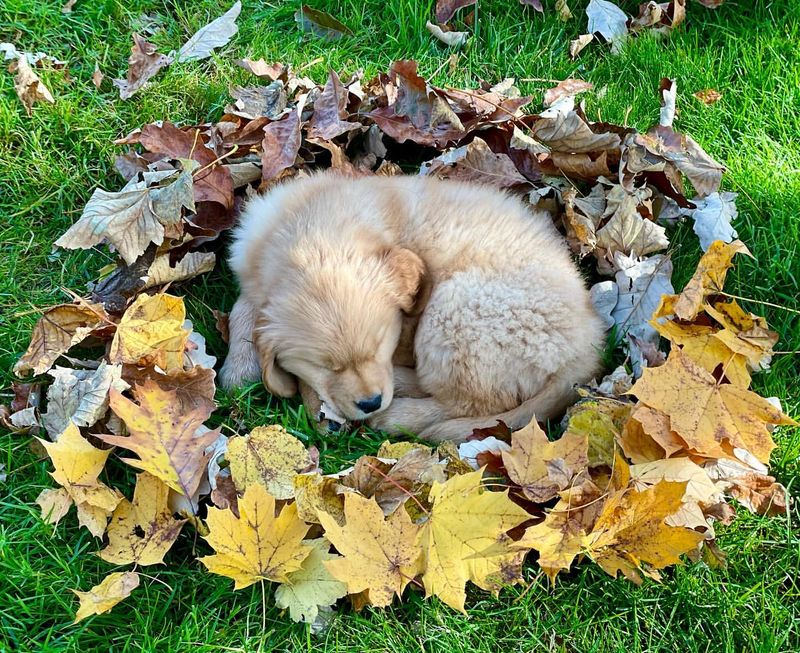 In a Pile of Leaves