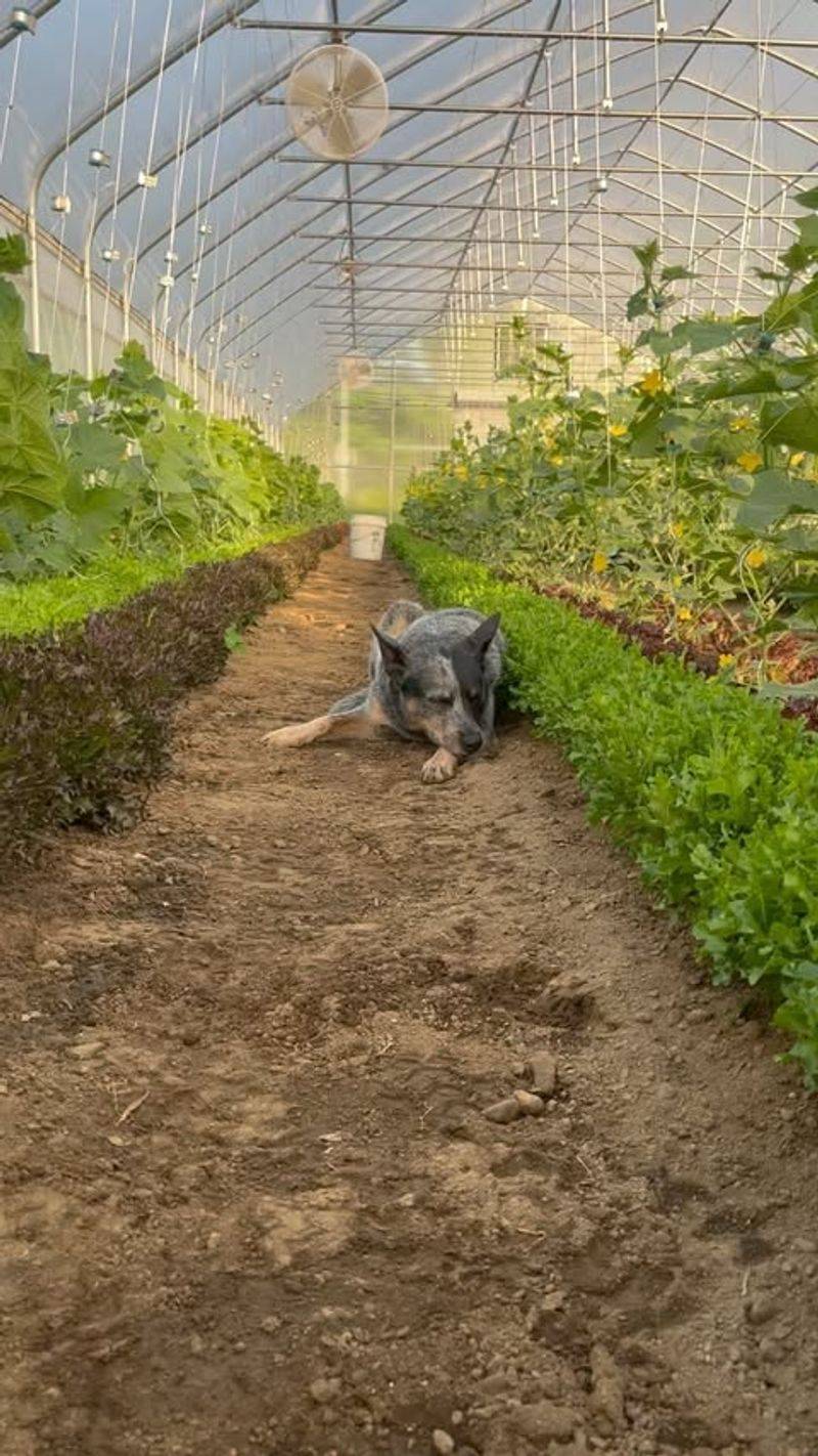 Inside a Greenhouse