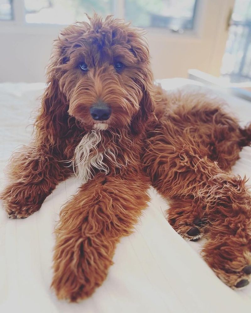 Irish Doodle