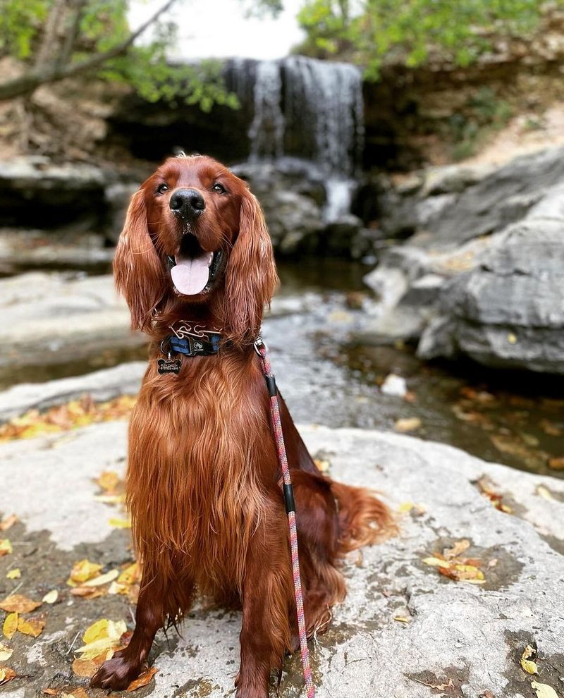 Irish Setter