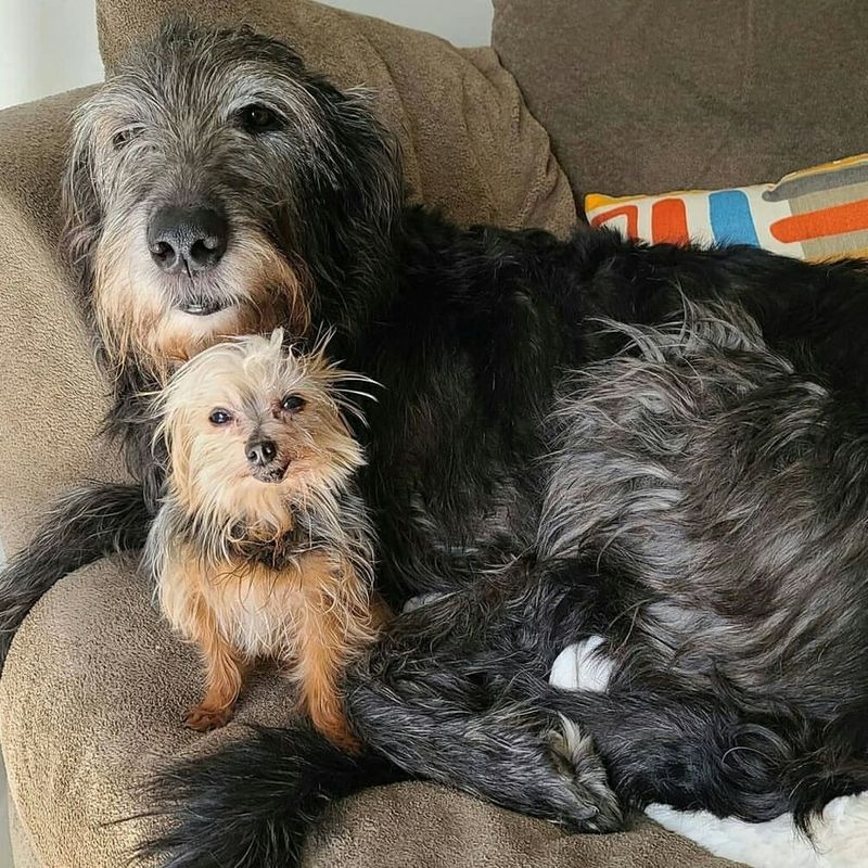 Irish Wolfhound