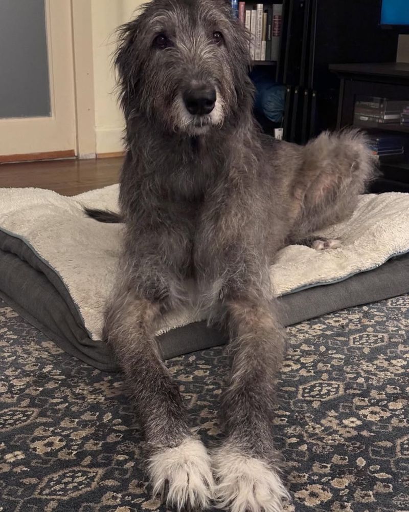 Irish Wolfhound