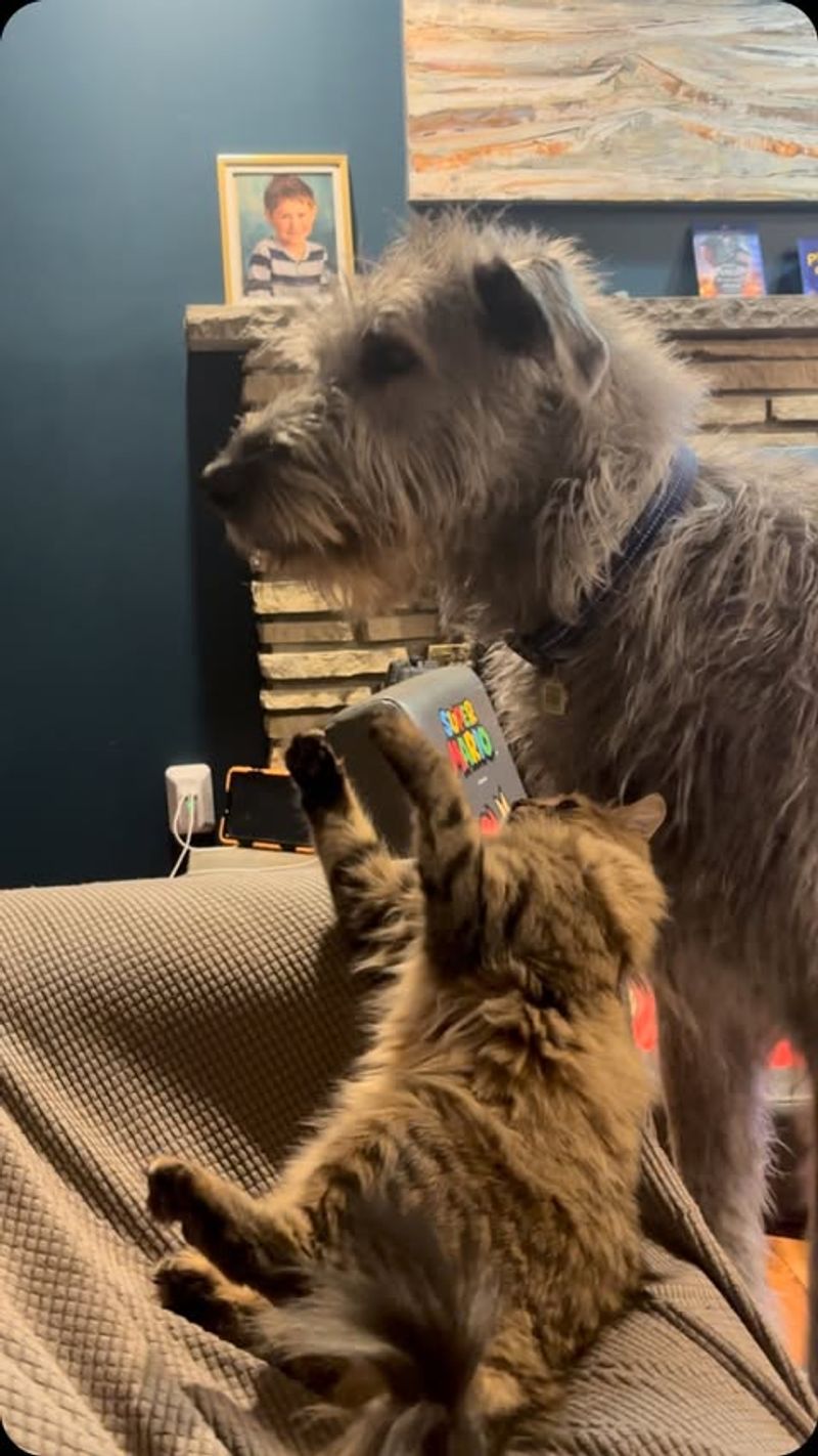 Irish Wolfhound