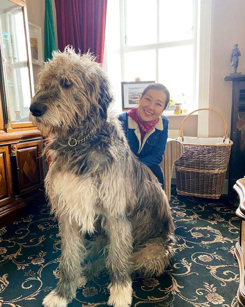 Irish Wolfhound