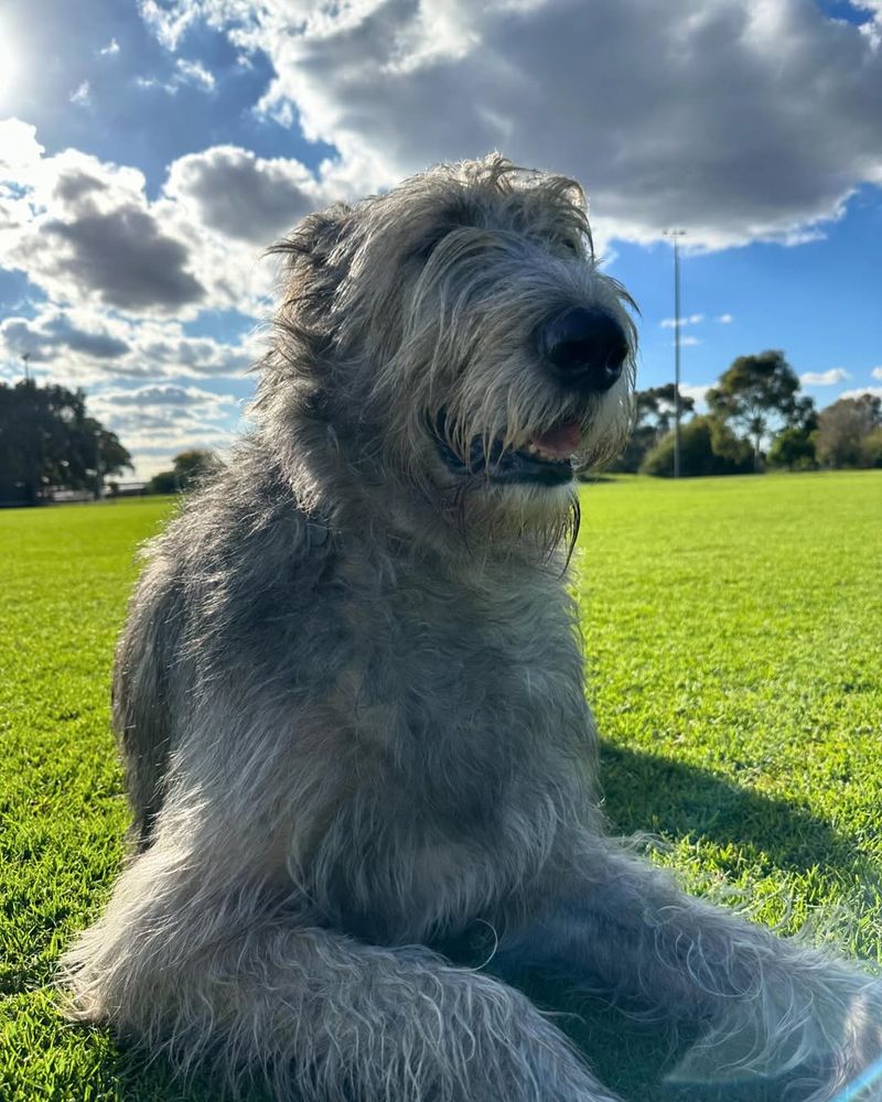 Irish Wolfhound