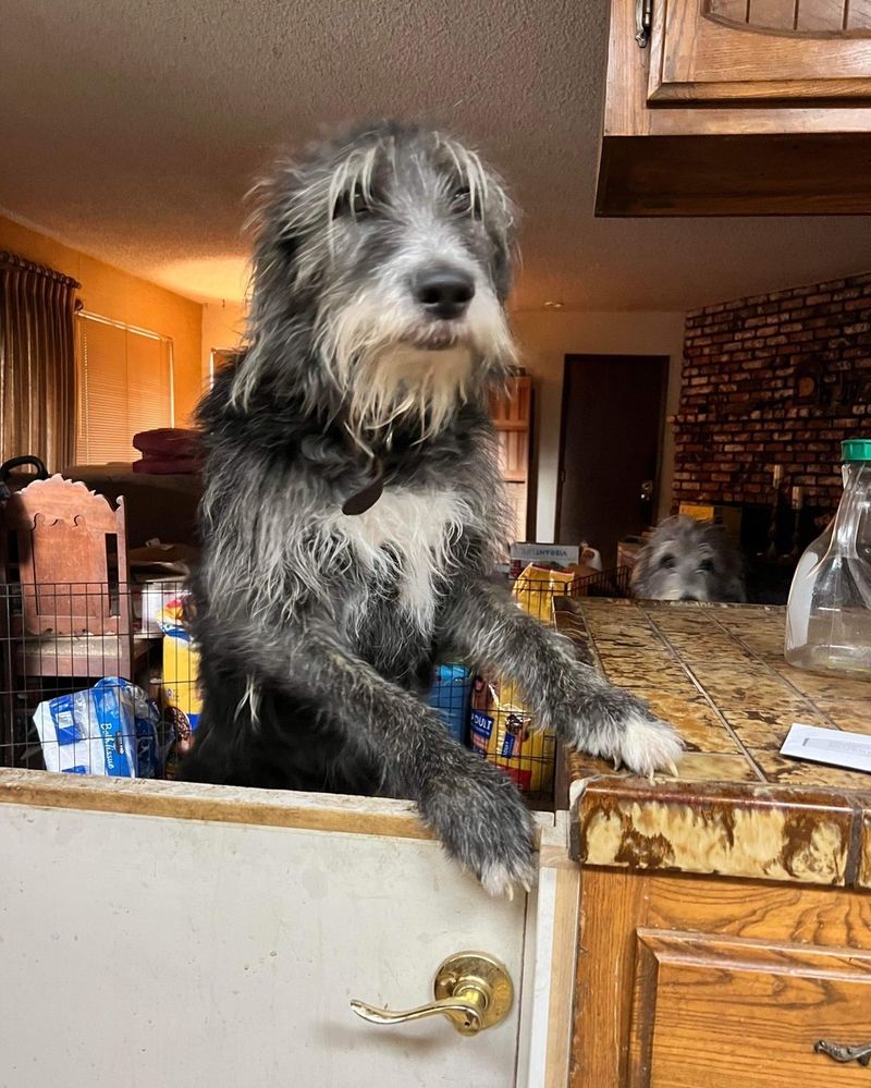 Irish Wolfhound