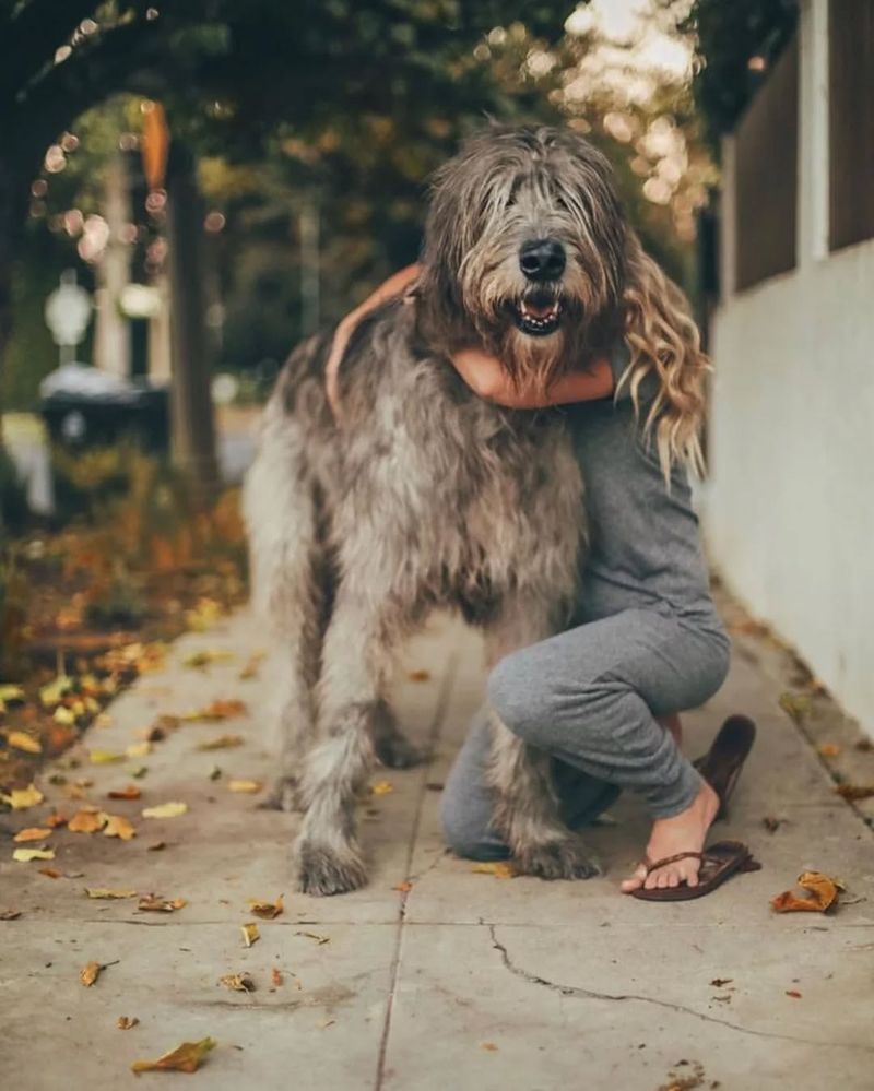 Irish Wolfhound