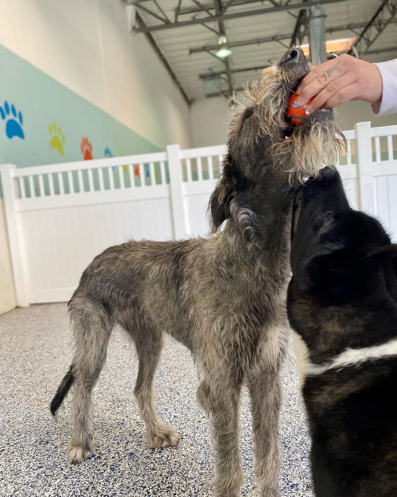 Irish Wolfhound