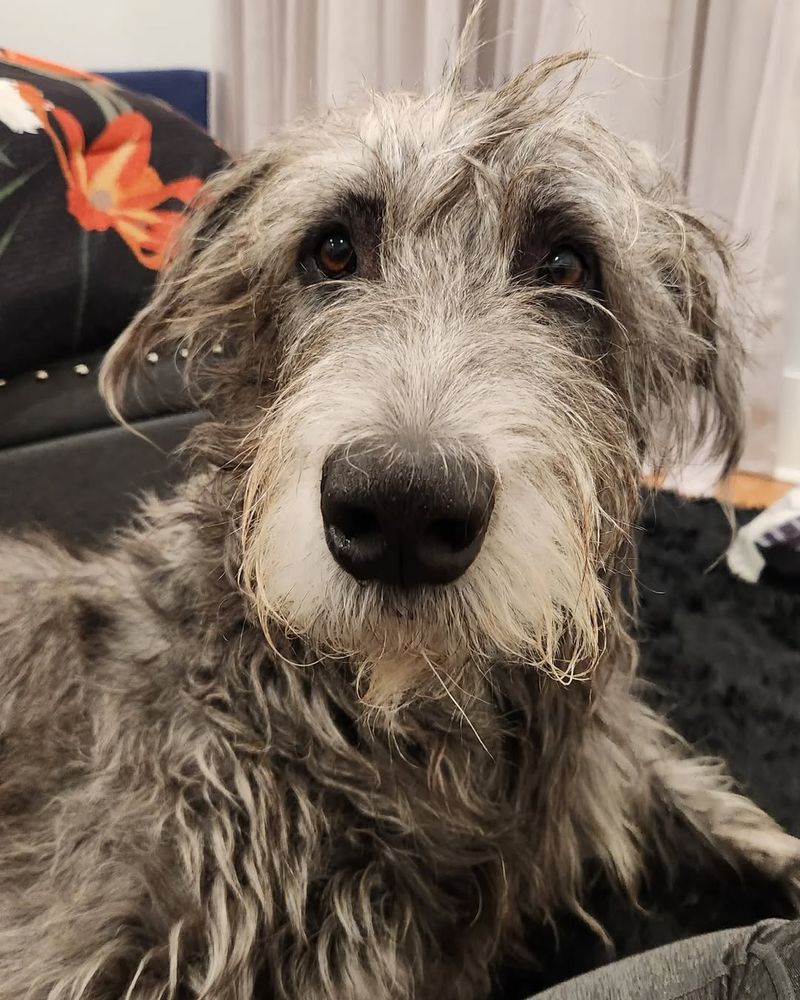 Irish Wolfhound