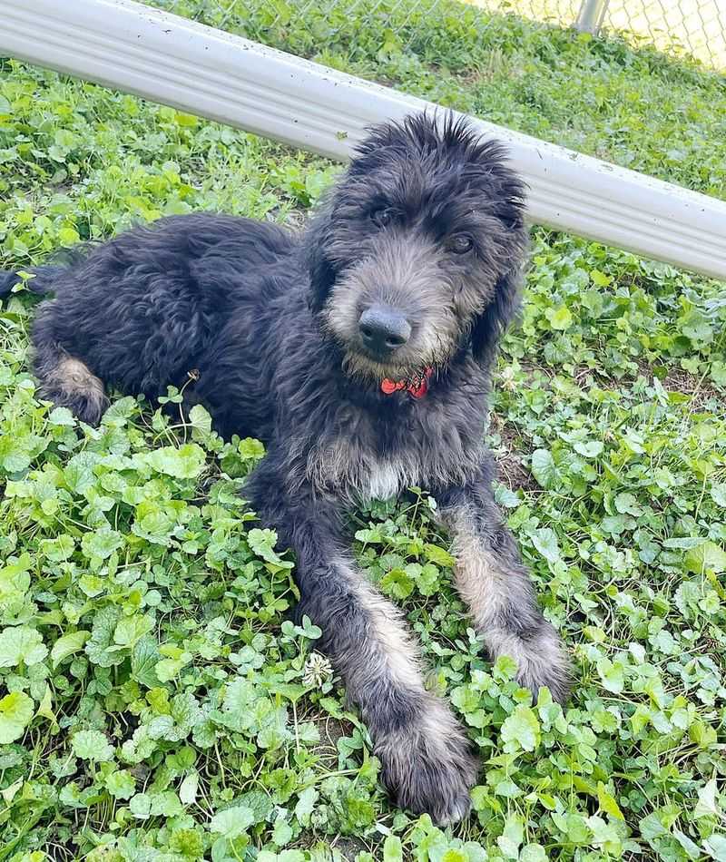 Irish Wolfhound