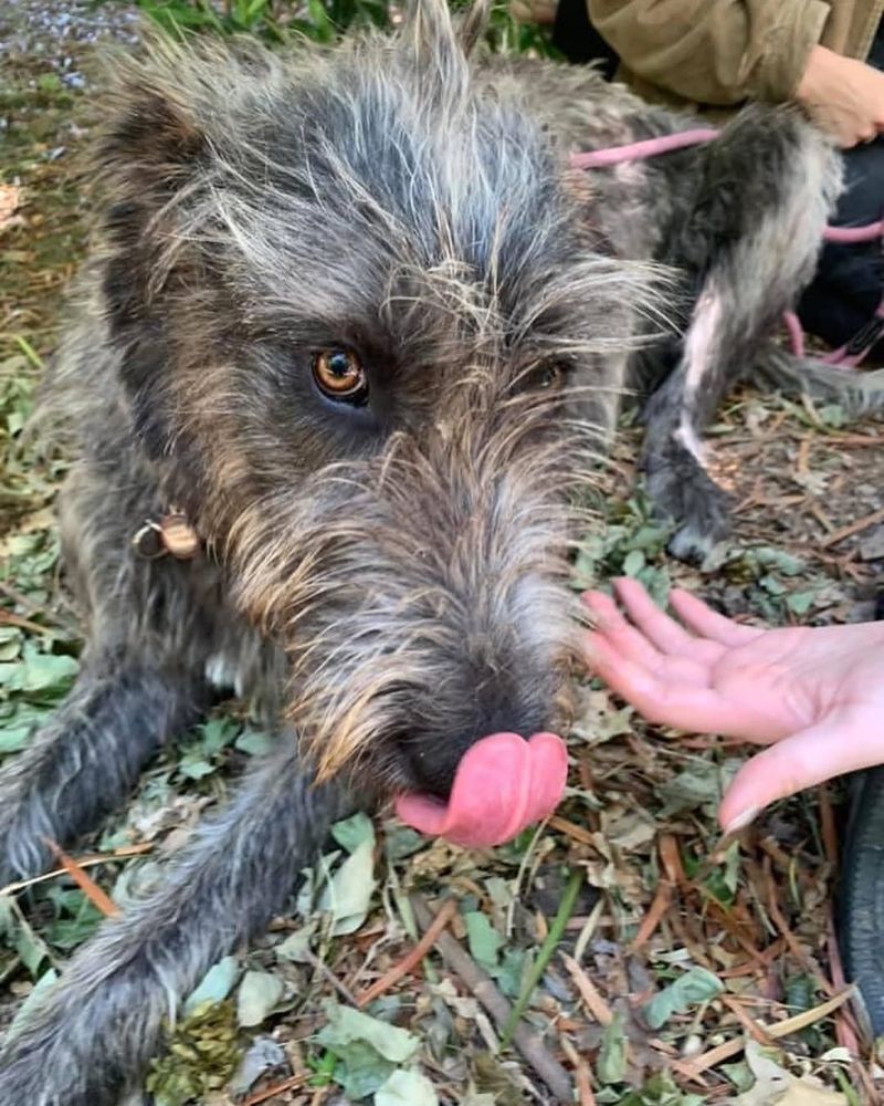 Irish Wolfhound