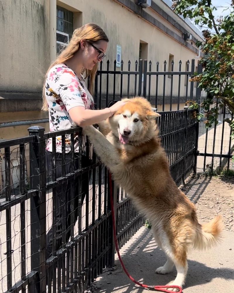 Alaskan Malamute