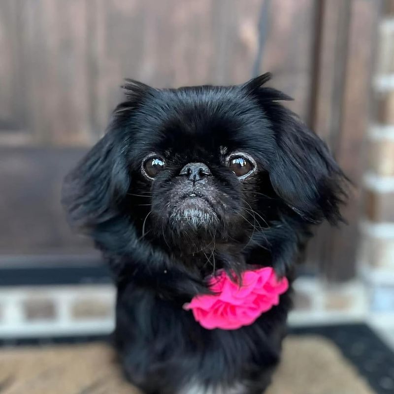 Pekingese