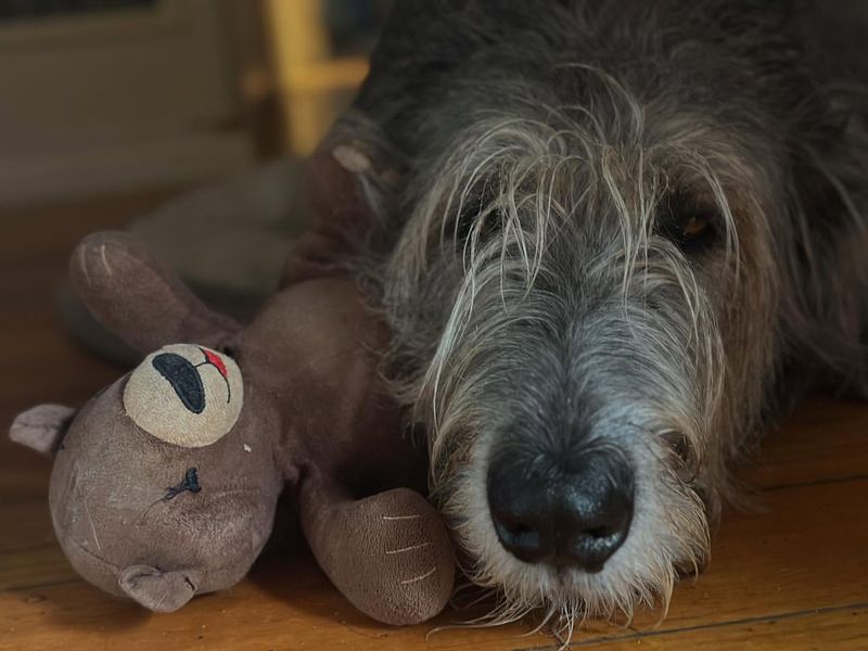 Irish Wolfhound