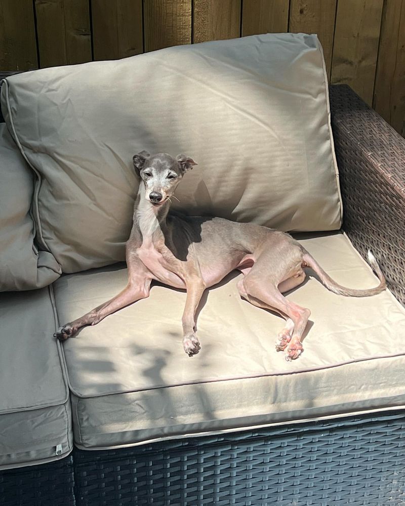 Italian Greyhound