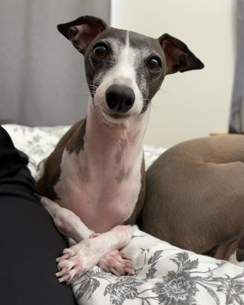 Italian Greyhound