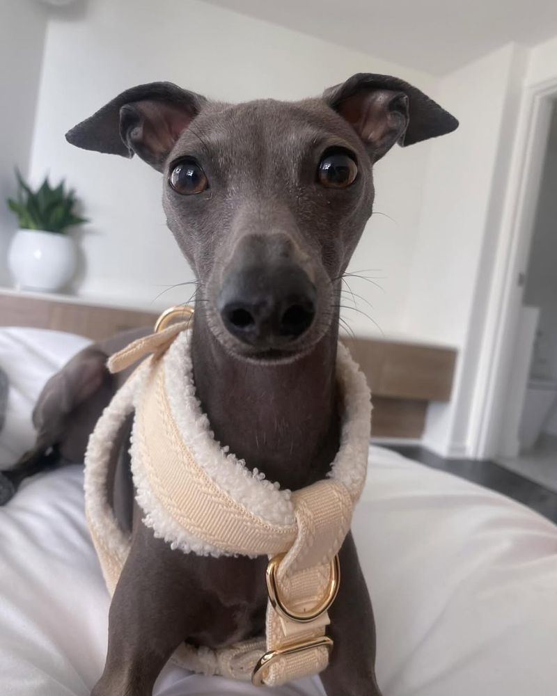 Italian Greyhound