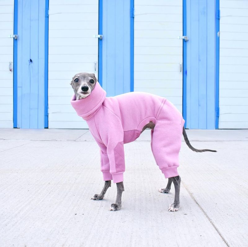 Italian Greyhound