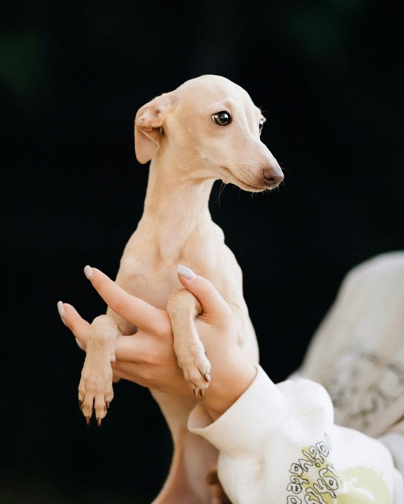 Italian Greyhound