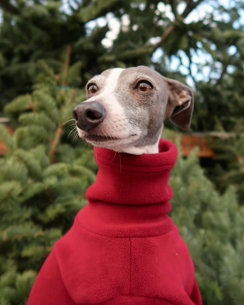 Italian Greyhound