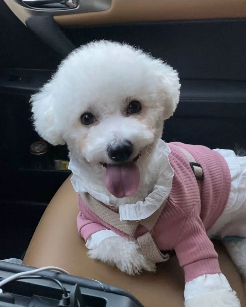 Bichon Frise