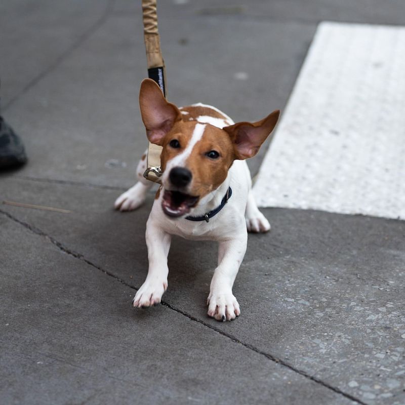 Jack Russell Terrier